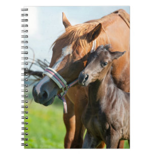 Cutest Baby Animals   Black Foal with Mom Notebook