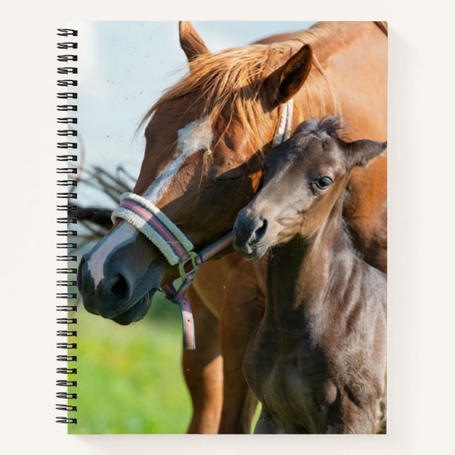 Cutest Baby Animals | Black Foal with Mom Notebook (Front)