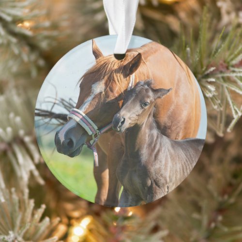 Cutest Baby Animals  Black Foal with Mom Ornament