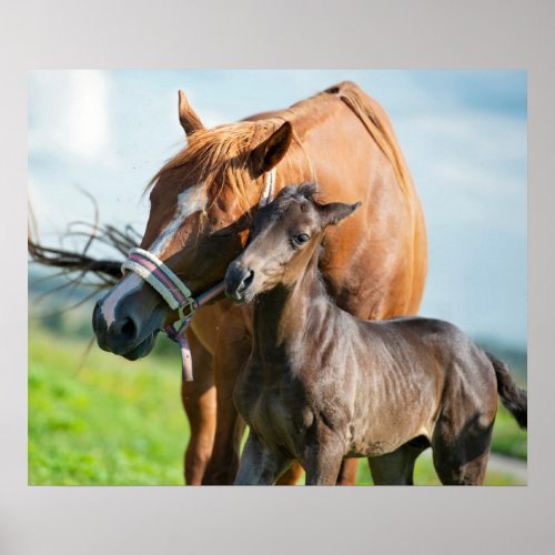 Cutest Baby Animals  Black Foal with Mom Poster