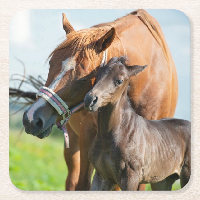 Cutest Baby Animals | Black Foal with Mom Square Paper Coaster (Front)