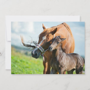 Cutest Baby Animals   Black Foal with Mom Thank You Card
