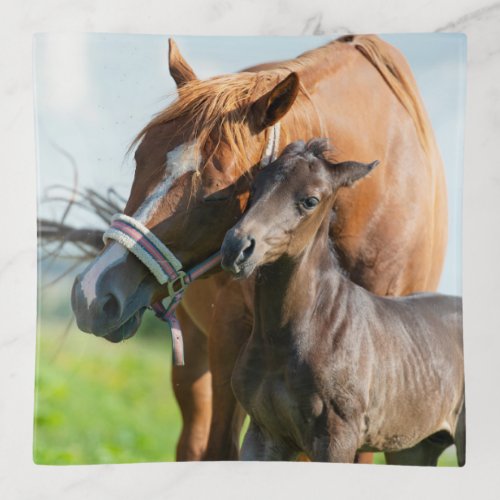 Cutest Baby Animals  Black Foal with Mom Trinket Tray
