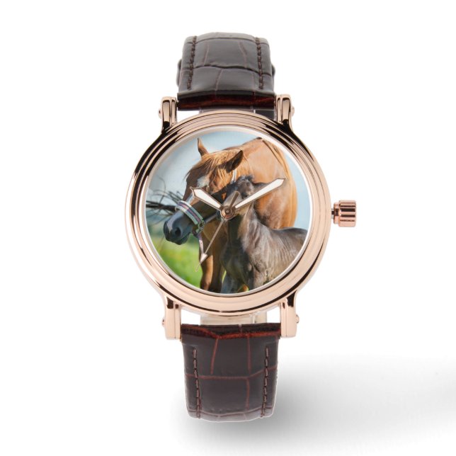 Cutest Baby Animals | Black Foal with Mom Watch (Front)