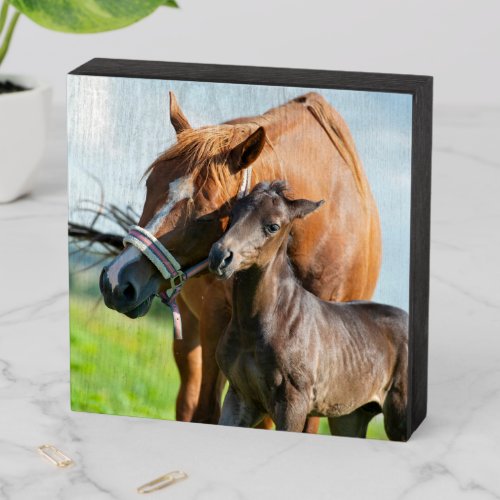 Cutest Baby Animals  Black Foal with Mom Wooden Box Sign