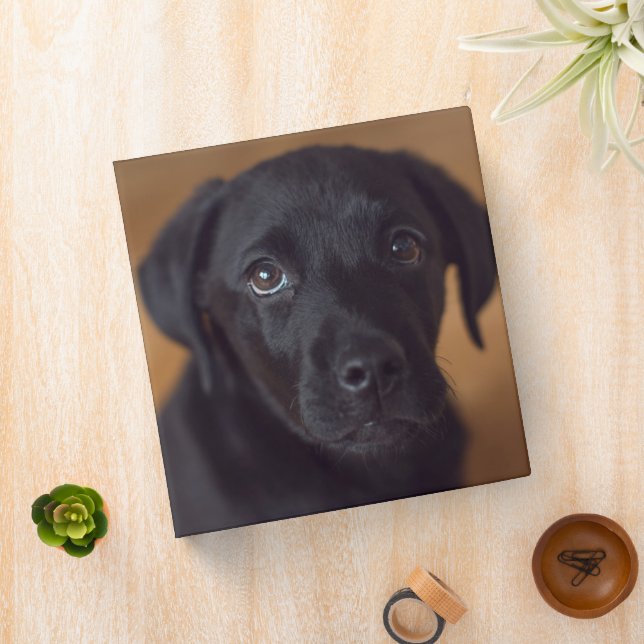 Cutest Baby Animals | Black Labrador Puppy 3 Ring Binder (In Situ)