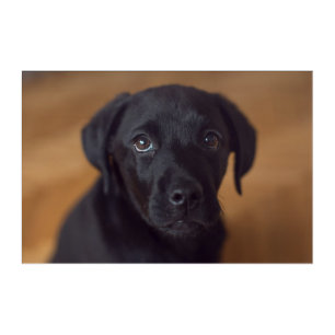 Cutest Baby Animals Black Labrador Puppy Acrylic Print