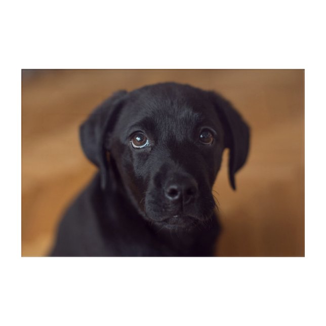 Cutest Baby Animals | Black Labrador Puppy Acrylic Print (Front)