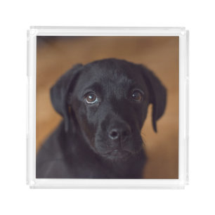 Cutest Baby Animals Black Labrador Puppy Acrylic Tray