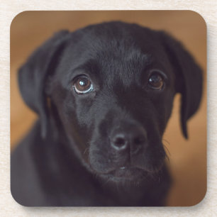 Cutest Baby Animals Black Labrador Puppy Beverage Coaster