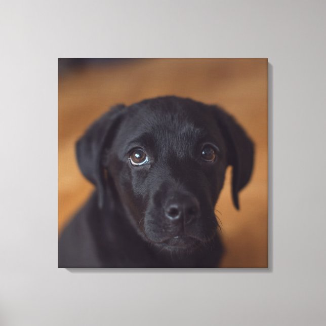 Cutest Baby Animals | Black Labrador Puppy Canvas Print (Front)