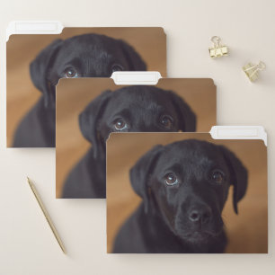 Cutest Baby Animals   Black Labrador Puppy File Folder