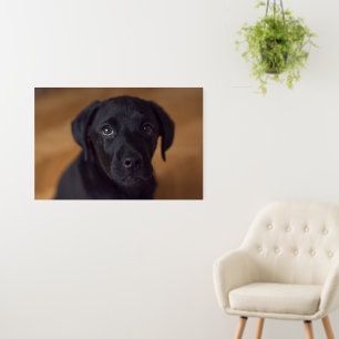 Cutest Baby Animals Black Labrador Puppy Foam Board