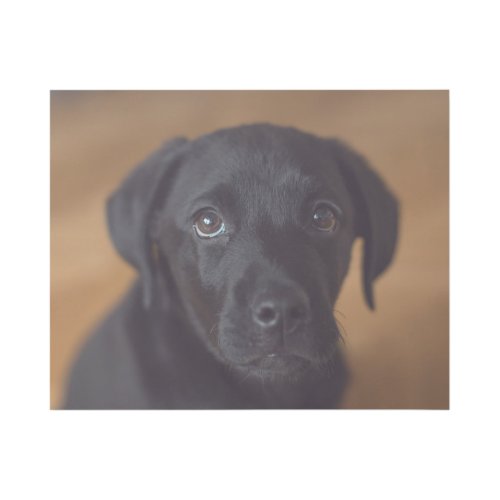 Cutest Baby Animals  Black Labrador Puppy Gallery Wrap