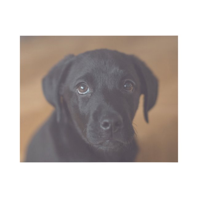 Cutest Baby Animals | Black Labrador Puppy Gallery Wrap (Front)