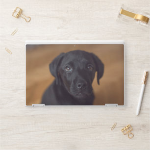 Cutest Baby Animals   Black Labrador Puppy HP Laptop Skin