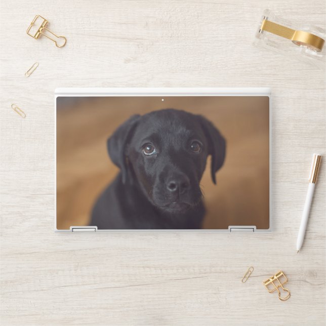 Cutest Baby Animals | Black Labrador Puppy HP Laptop Skin (Desk)