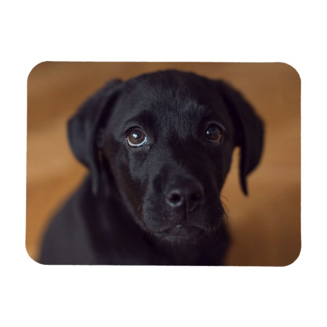 Cutest Baby Animals | Black Labrador Puppy Magnet (Horizontal)