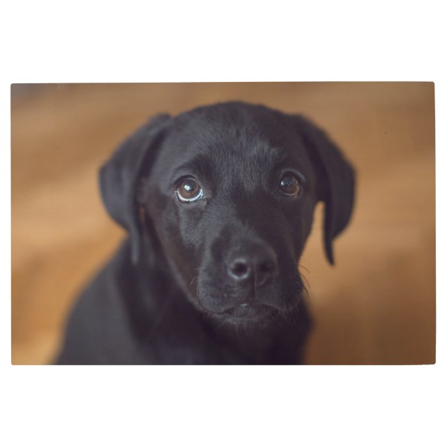 Cutest Baby Animals | Black Labrador Puppy Metal Print (Front)