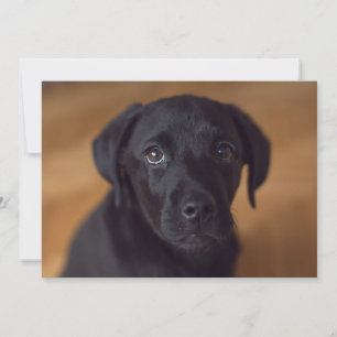 Cutest Baby Animals Black Labrador Puppy Thank You Card