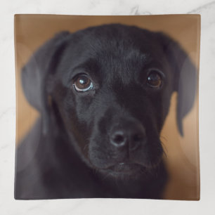 Cutest Baby Animals Black Labrador Puppy Trinket Tray
