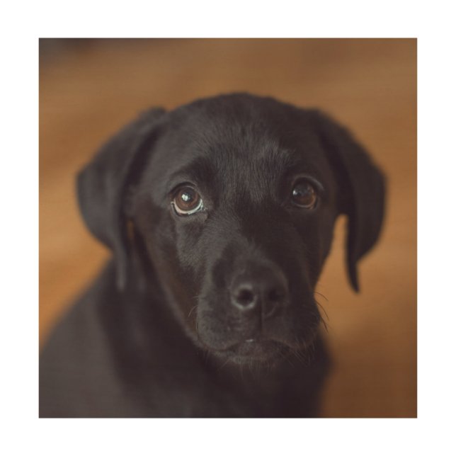 Cutest Baby Animals | Black Labrador Puppy Wood Wall Art (Front)