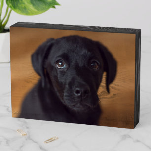 Cutest Baby Animals   Black Labrador Puppy Wooden Box Sign