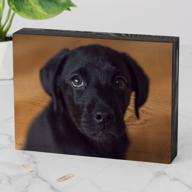 Cutest Baby Animals | Black Labrador Puppy Wooden Box Sign (In Situ Horizontal)