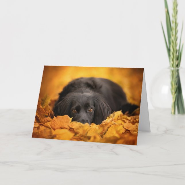 Cutest Baby Animals | Black Spaniel Puppy Card (Front)