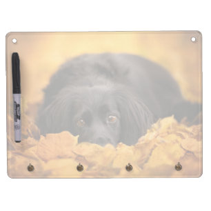 Cutest Baby Animals   Black Spaniel Puppy Dry Erase Board With Keychain Holder