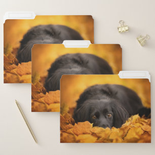 Cutest Baby Animals   Black Spaniel Puppy File Folder