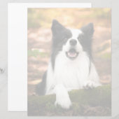 Cutest Baby Animals | Black & White Border Collie (Front/Back)