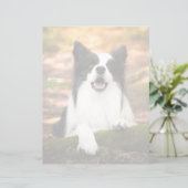 Cutest Baby Animals | Black & White Border Collie (Standing Front)