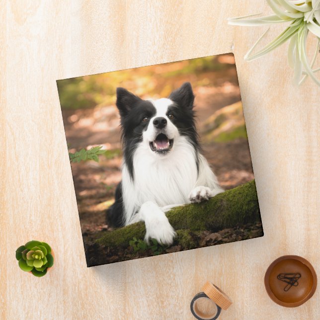 Cutest Baby Animals | Black & White Border Collie 3 Ring Binder (In Situ)