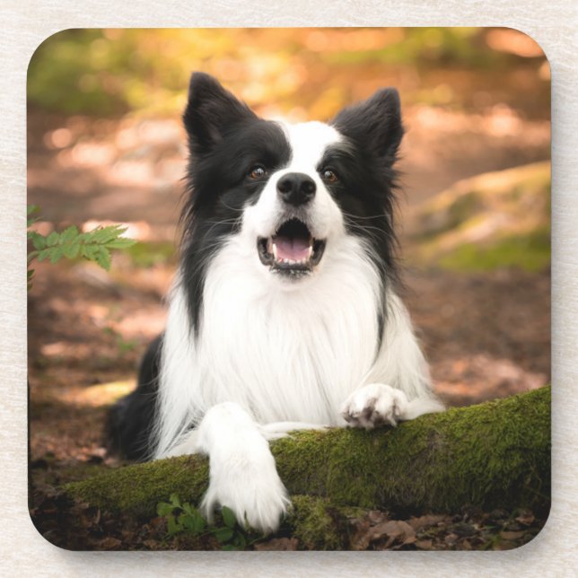 Cutest Baby Animals | Black & White Border Collie Beverage Coaster (Front)