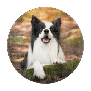 Cutest Baby Animals   Black & White Border Collie Cutting Board