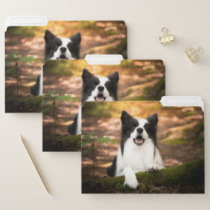 Cutest Baby Animals Black & White Border Collie File Folder