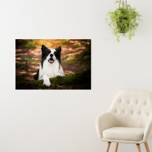 Cutest Baby Animals   Black & White Border Collie Foam Board