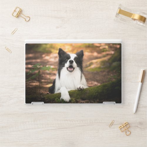 Cutest Baby Animals  Black  White Border Collie HP Laptop Skin