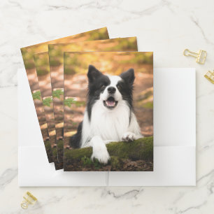 Cutest Baby Animals Black & White Border Collie Pocket Folder