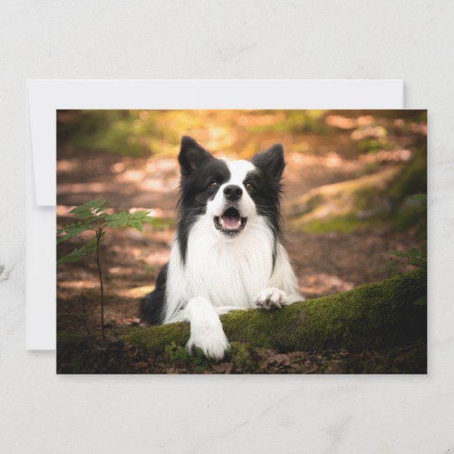 Cutest Baby Animals | Black & White Border Collie Thank You Card (Front)