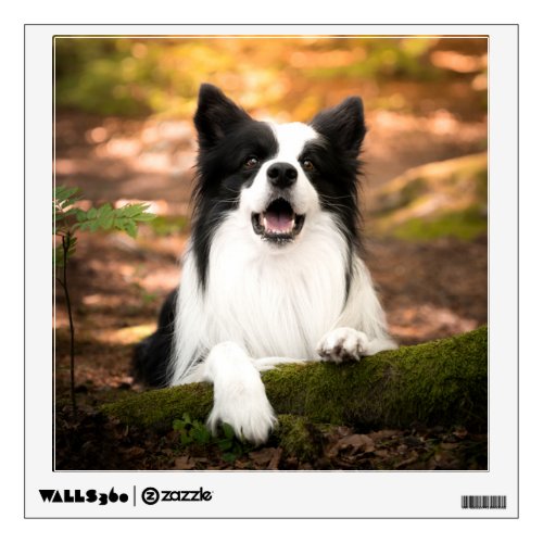 Cutest Baby Animals  Black  White Border Collie Wall Decal