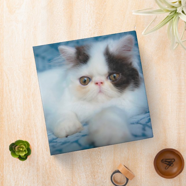 Cutest Baby Animals | Black & White Kitten 3 Ring Binder (In Situ)