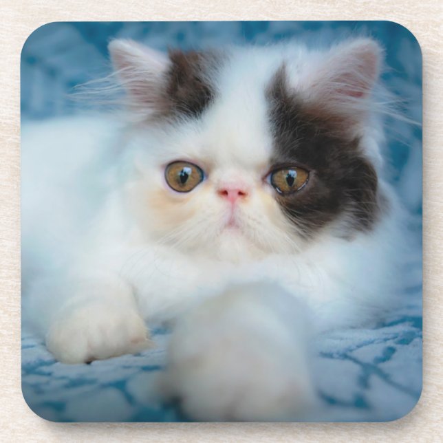Cutest Baby Animals | Black & White Kitten Beverage Coaster (Front)
