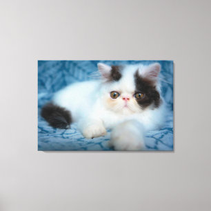Cutest Baby Animals Black & White Kitten Canvas Print