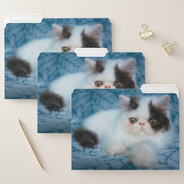 Cutest Baby Animals | Black & White Kitten File Folder (Set)