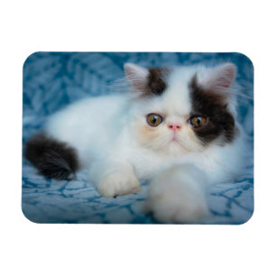 Cutest Baby Animals   Black & White Kitten Magnet