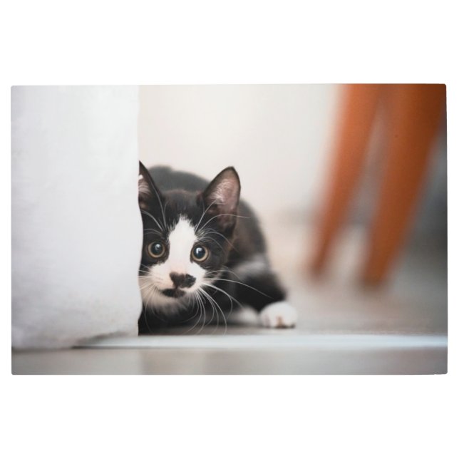Cutest Baby Animals | Black & White Kitten Metal Print (Front)