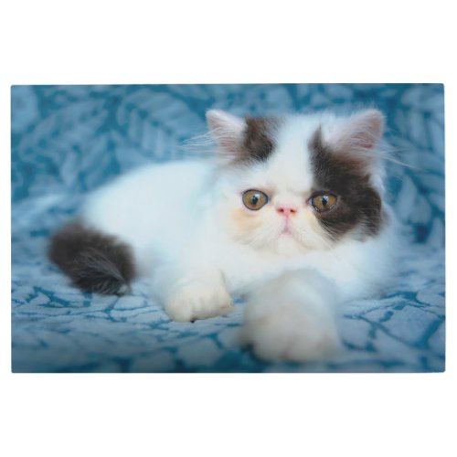 Cutest Baby Animals  Black  White Kitten Metal Print