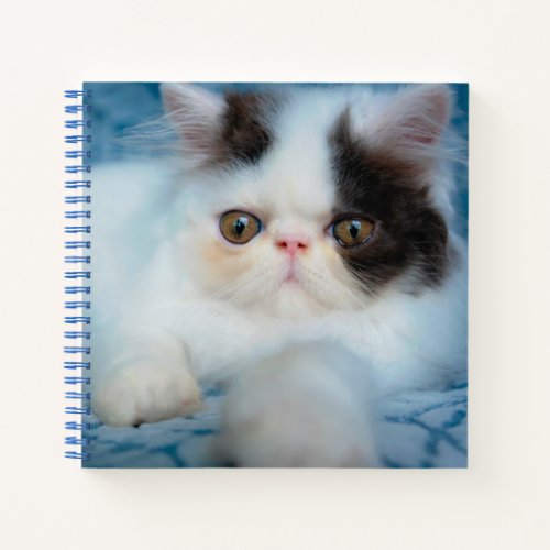 Cutest Baby Animals  Black  White Kitten Notebook